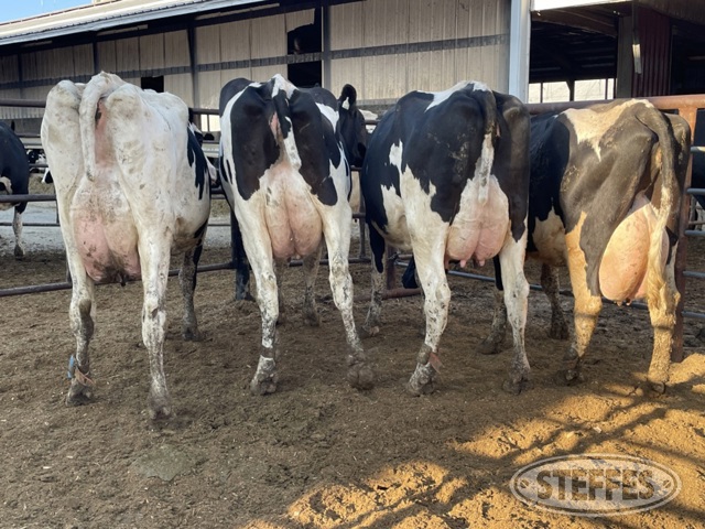 (13 Head) Holstein cows